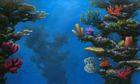 Reef