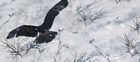 Eagle Over Snowy Frontier