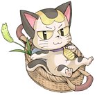 Katze Felis