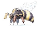 Bee