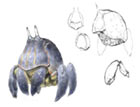 Crab