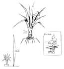 Razor Weed
