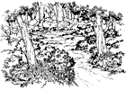 Solitude Chocobo Forest