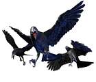 Crow