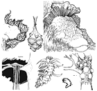 Creature Plants
