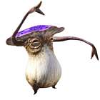 Funguar