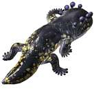 Salamander