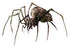 Forest Spider
