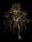 Mandragora