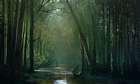 Jungle River