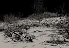 Wasteland