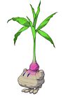 Radish