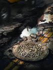 Sewer Cover
