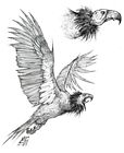 Arctic Condor