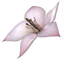 Zero's Flower
