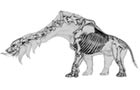 Catoblepas Bone Structure