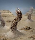 Sand Worm