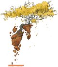 Anoah Gilded Elm