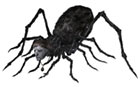 The Spider