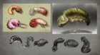 D'Vorah Maggots