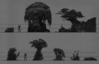Jungle Plants