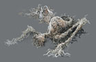 Corpse Grub