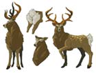 Deer