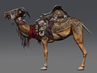 Sheared Camel