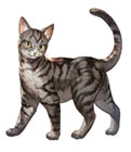 Young Cat