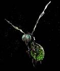 Green Empusa