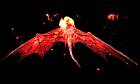 Hellbat