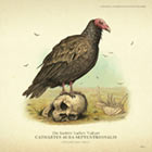 Eastern Turkey Vulture