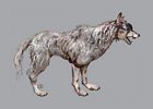 Shinobi Dog