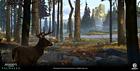 Bellever Forest