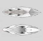 Stinkmink Belly and Back