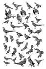Bird Sketches