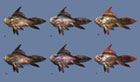 Fish Concept