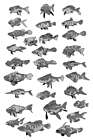 Fish Sketches