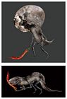 Man-Serpent Concepts