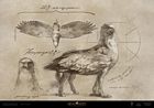 Field Guide Hippogriff Drawing