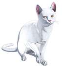 Meow
